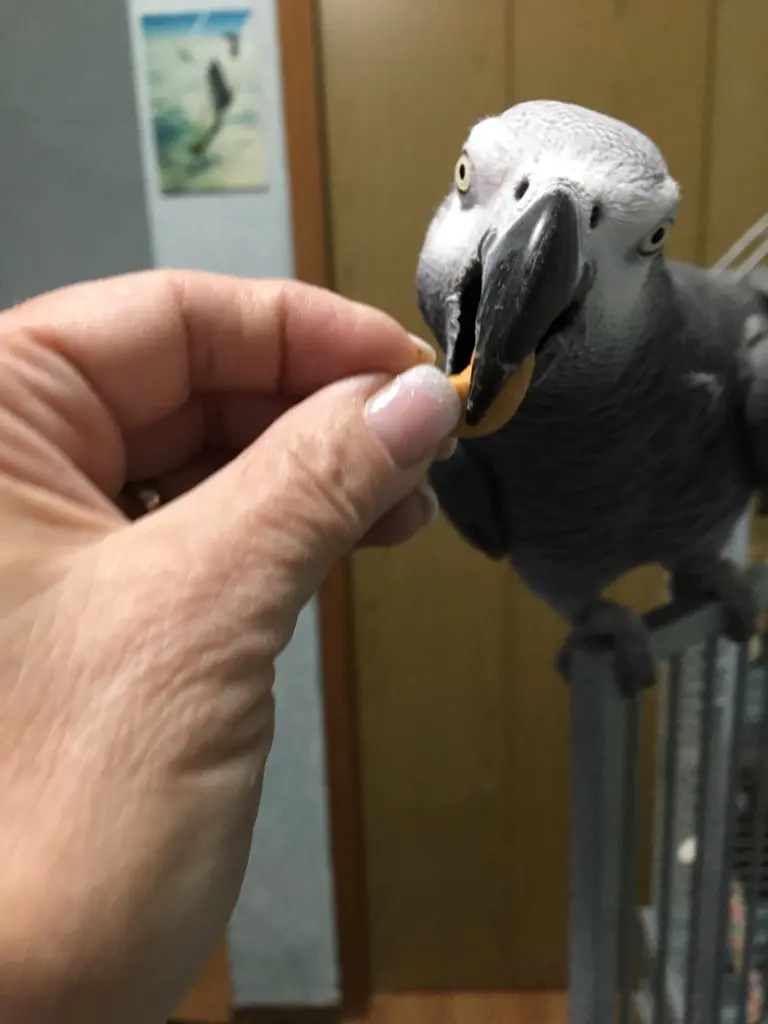A person feeding a bird with their finger