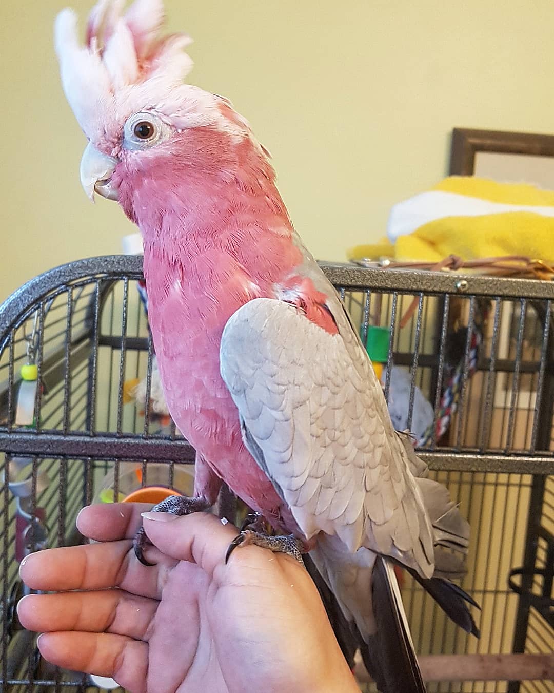 A pink bird sitting on someone 's hand in front of a cage.