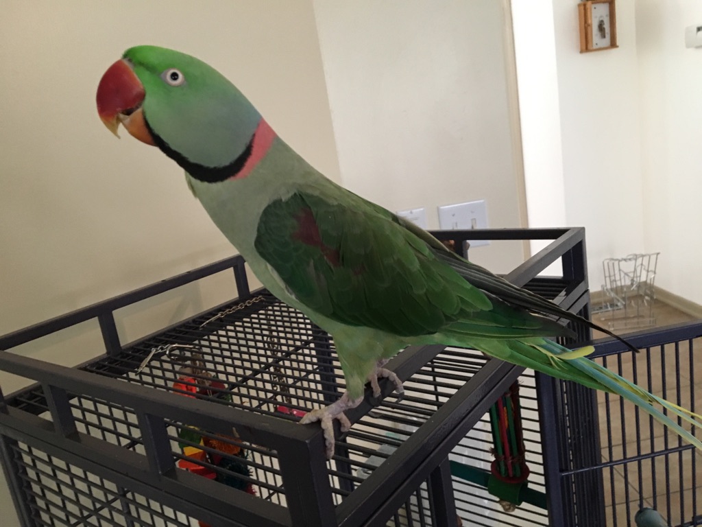 A green parrot standing on top of a cage.
