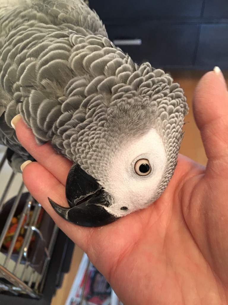 A parrot is being held in someones hand