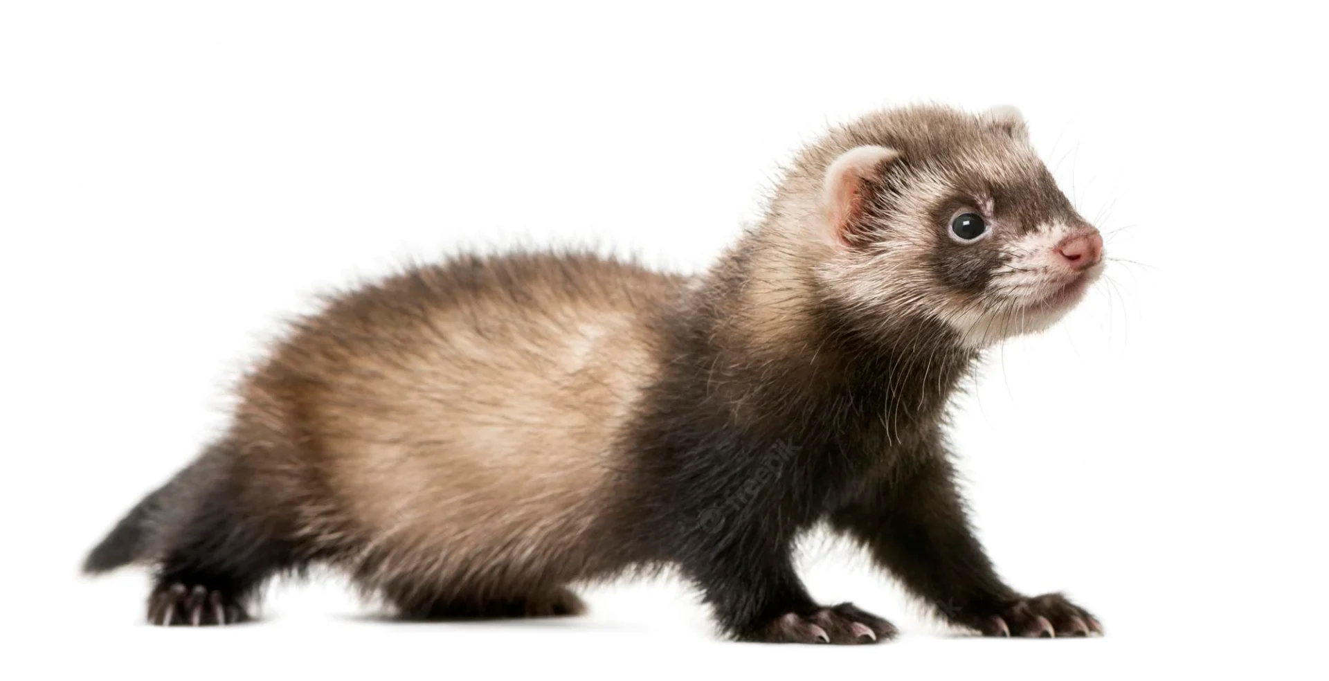 A ferret is standing on its hind legs.