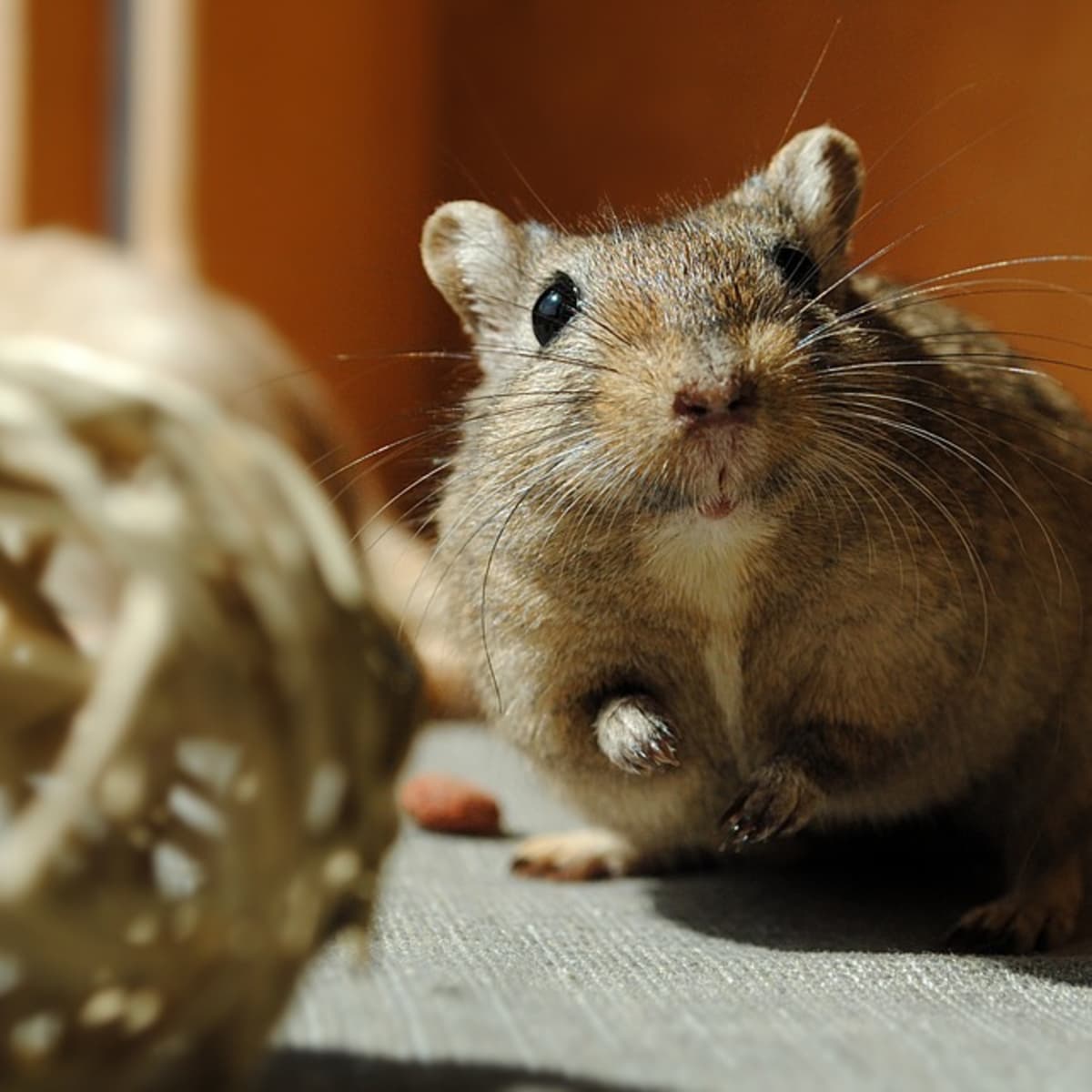 A hamster sitting on the ground next to a ball.